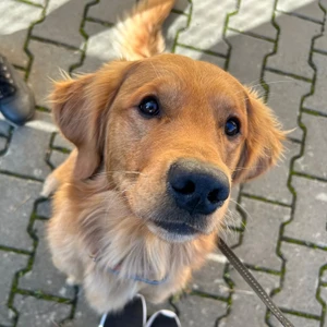 Velký online kurz výchovy psa