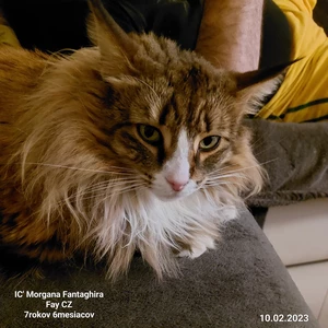 Ja spravím Poradenstvo správania mačiek psov a riešenie ich problémov