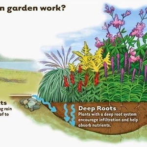 Ja spravím návrh a osadzovací plán pre dažďovú záhradu