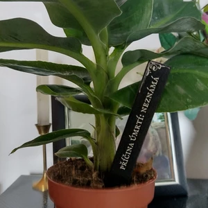 já udělám Zápich do květináče pro pokojové rostliny černý hororový 